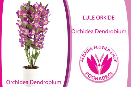 Lule Orchidea Dendrobium nga Albania Flower Shop POGRADECI